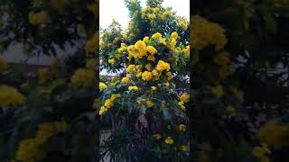 Yellow Flower | தங்க அரளி