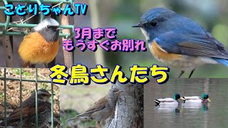 3月は冬鳥との別れの季節・時間よ、ゆっくり過ぎて・・・ジョウビタキ・ルリビタキ・シロハラ・ツグミ【ことりちゃんTV野鳥たちの物語】マガモのBL♥も？