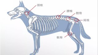 宠物软骨素是什么，补软骨素还是补钙？宠物