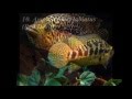 15 Most Aggressive Cichlids