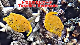 ４ｋ 「ミナミハコフグの幼魚」「Juvenile yellow boxfish」【4k 水中 UNDERWATER GoPro9】【宮古島　海　サンゴ　魚　シュノーケリング　水族館　観光　移住】