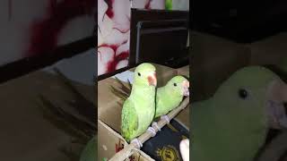 ਸਾਡੇ ਤੋਤੇ ਵੀ ਨਵਾਬਾ ਵਾਂਗ ਰਹਿੰਦੇ ਨੇ 🦜 new parrots video