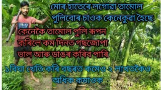 কেনেকৈ তামোল পুলি ৰূপন কৰিলে অতি কম দিনত ডাঙৰ কৰিব ‌পাৰিব।। Betel nut farm assam #arecanut #assam