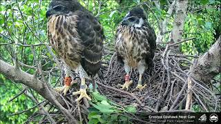 大安鳳頭蒼鷹 Daan Crested Goshawk - 阿爸又撞小寶／ Lunch coming! 20200524