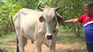 បទសម្ភាសន៍៖ ជាមួយលោក ខាត់ សុខៃ  ស្វែងយល់បន្ថែមពីរទេះគោសាឡី គោលឿន