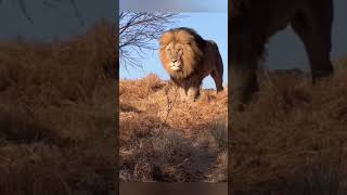 The Lion Panthera leo#shorts