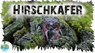 HIRSCHKÄFER im Wald gefunden!!! Deutschlands größtes Insekt