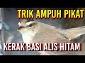 CARA MUDAH MEMIKAT BURUNG KERAK BASI ALIS HITAM/Sincan || Mantap jiwa