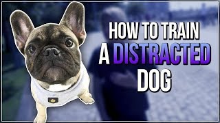 HOW TO TRAIN A DISTRACTED DOG