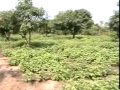 patchouli harvesting in india