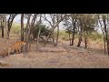 Tiger attack attempt on crocodile
