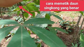 cara memetik daun singkong yang benar