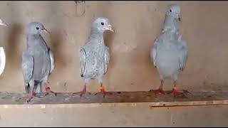 Salati Kabootar|| all pigeon Top Breeding|| best pirpiai Kabootar Bazi