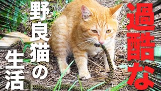 過酷な野良猫生活！腹ペコ猫はなんでも食べる