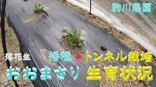 落花生おおまさりの播種とトンネル栽培の生育の様子　目指せ100品目　邑南町　駒川農園　21.5.10