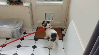 Wire fox terrier puppy versus broom and dog flap