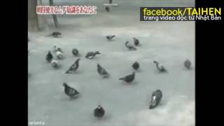 ベトナム語で鳩は...