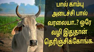 பால் காம்பு அடைப்பு வந்தா கவனம் தேவை #mastitiesDiseaseTreatment