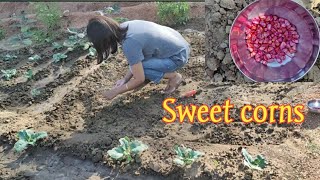 Sowing Sweet Corns In My Vegetable Garden/ मीठी मकई को ऐसे बोयें @GardenKnowledgeHub