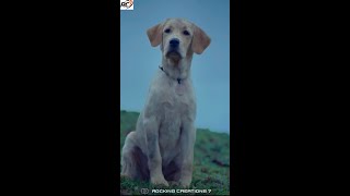 777 Charlie Sad Scene | Charlie Movie Sad Status | 777 Charlie Movie #shorts #viral #dog #love #feel