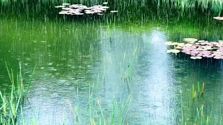 ENG) 새로운 생명들이 가득한 연못을 적시고 있는 봄비. 30분후 블랙스크린. Spring rain soaking a pond full of new life.