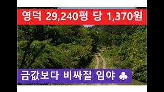 영덕 29,240평 당 1,370원 (금값보다 비싸질 임야)