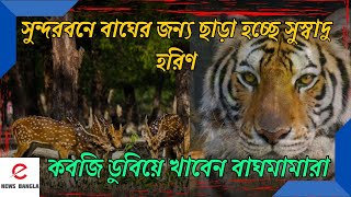 সুন্দরবনে বেড়েছে রয়্যাল বেঙ্গল টাইগার!খাদ্যের জন্য জঙ্গলে ছাড়া হচ্ছে প্রচুর হরিণ 🦌🐅😰