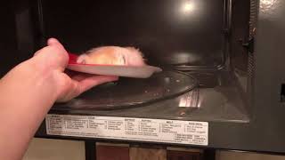 How to Cook your hamster