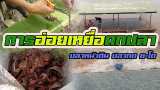 การอ่อยเหยื่อตกปลา | ปลาหน้าดิน ปลากด ชะโด |