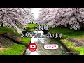 2024.4 小江戸川越伊佐沼公園に桜🌸を見て来ました 【japan】【kawagoe】【sakura】 桜 川越 伊佐沼公園