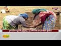 கோவையில் சின்ன வெங்காயம் நடவு பணிகள் தீவிரம் covai onion harvesting farmers