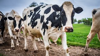 Case of Mad cow disease discovered in Netherlands