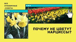 Почему не цветут нарциссы 🌼 СОВЕТЫ ДЛЯ ЛУКОВИЧНЫХ