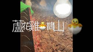 鵲山雞 蘆花雞繁殖下ㄧ代