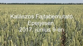 Kalászos Fajtabemutató Eperjesen, 2017. június 9-én