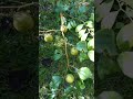 Berkebun : jujube fruit Cak Puput Tesa @virallyoutube Pertanian