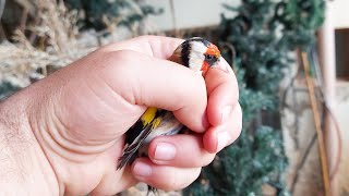 I bought a male goldfinch and put him in the cage for two months because of his feathers ❗❗❗