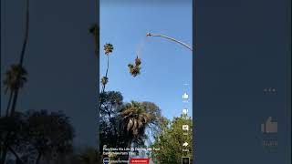 Man Risks His Life Cutting A 100 Foot  Californian Palm Tree 🌴