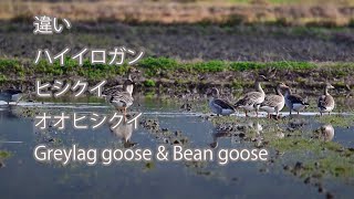 【違い】ハイイロガン、ヒシクイ、オオヒシクイ  Greylag goose \u0026 Bean goose