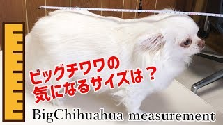 【柴犬サイズ？】BIGチワワの大きさが気になって？犬を測ってみた！-【Shiba Inu Size? I measured the BIG Chihuahua!