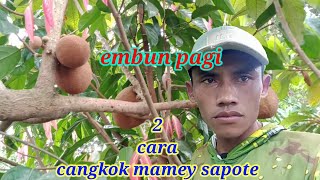 @jagatcilikbonsai3298 (09 2 cara cangkok mamey sapote #buah #tanaman #buahbuahan #beranda