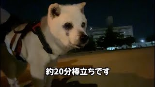 17歳柴犬、夜散歩に行くの巻