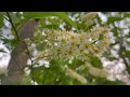 música 🎶 relajante 😴de la naturaleza nature