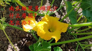 【我的有机小菜园】南瓜雄花多雌花少，什么原因？怎么办？