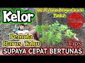 Tips Memilih Bibit Dan Menanam Pohon Kelor Dari Batang | menanam pohon kelor | bibit pohon kelor