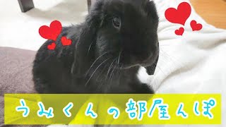 Rabbit gets excited in the room　うさぎのホーランドロップが部屋んぽで興奮⁉