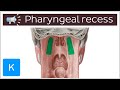 Pharyngeal recess | Anatomical Terms Pronunciation by Kenhub