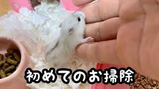 子育て部屋の初めての掃除【ジャンガリアン】