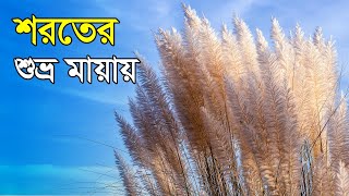 শরতের শুভ্র মায়ায় | Tenderness of fall|কাশফুল | 2021 | ***Catkin the Autumnal Beauty***