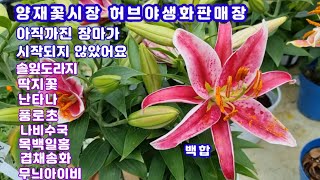 장마가 시작되기전 양재꽃시장 #허브야생화판매장에 나왔어요 #솔잎도라지#목백일홍#딱지꽃#나비수국#난타나#스토케시아#겹채송화#풍로초#백합#무늬아이비~